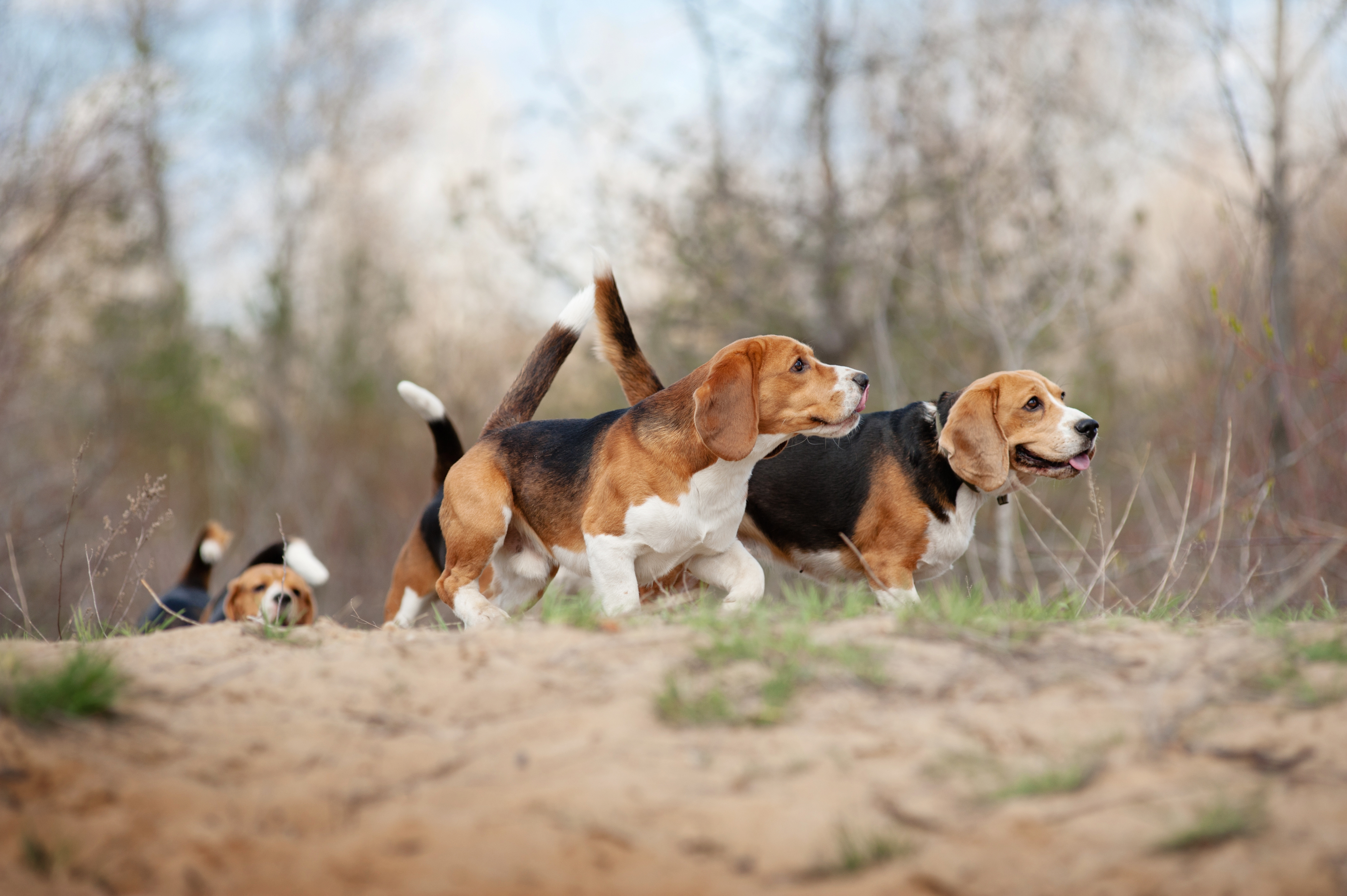 Midlands Foxhounds